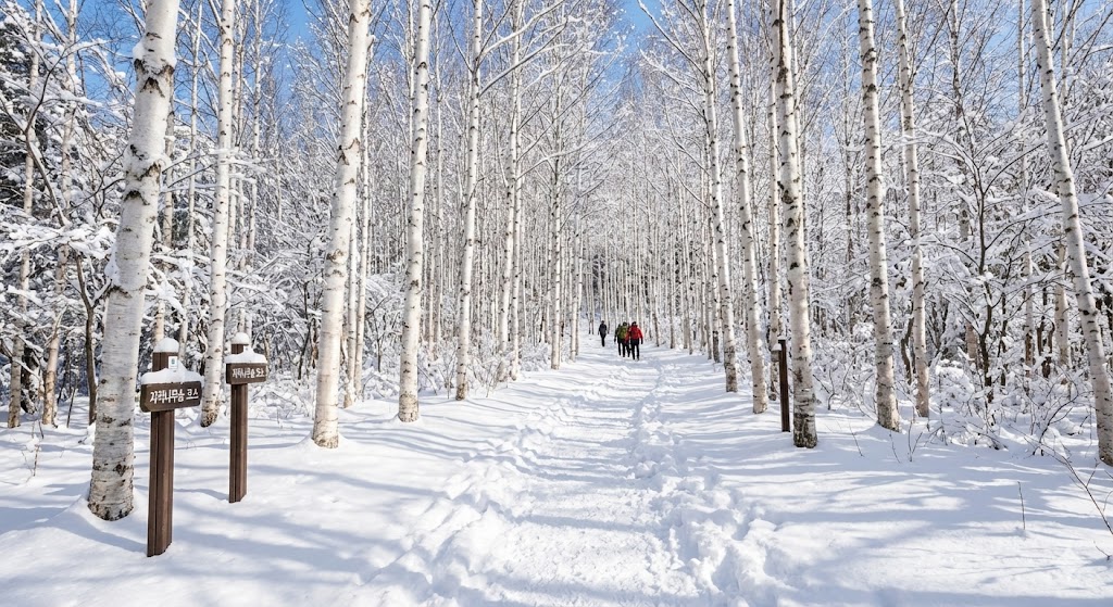 인제 자작나무숲 겨울 트레킹 코스, 눈 덮인 산책로