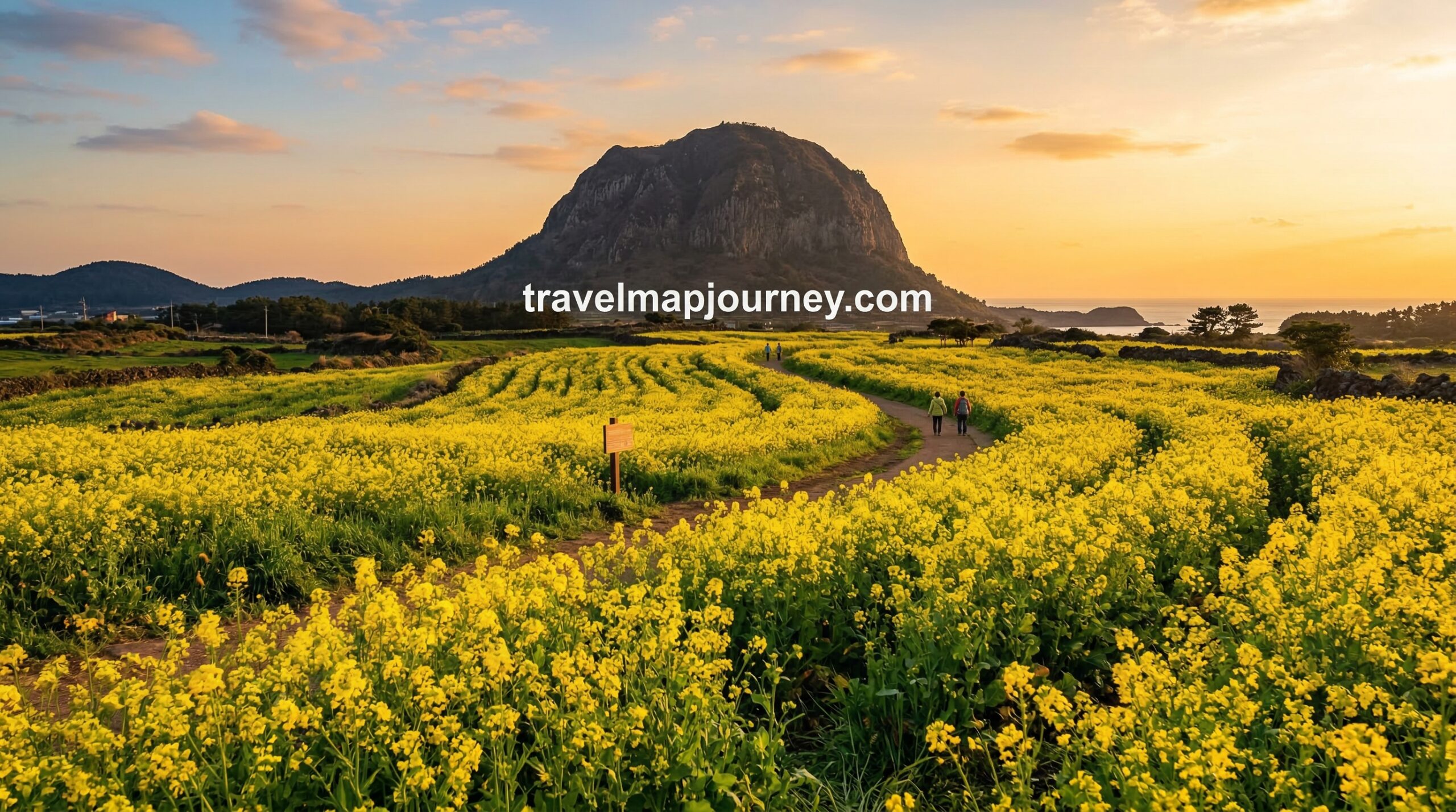 제주 유채꽃 드라이브 코스 산방산 유채꽃밭 봄 풍경