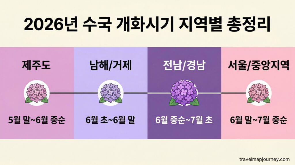 2026년 수국 명소 지역별 개화시기 비교 인포그래픽