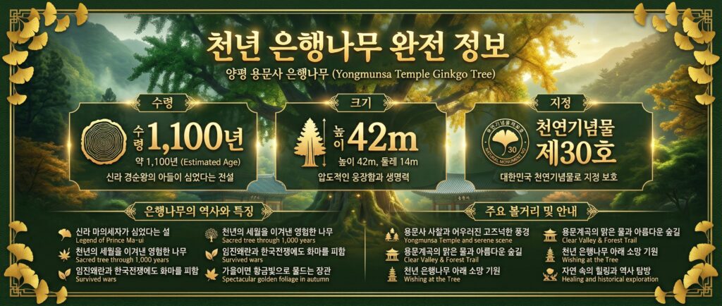 천년 은행나무 정보 카드 (1,100년·높이 42m·천연기념물)