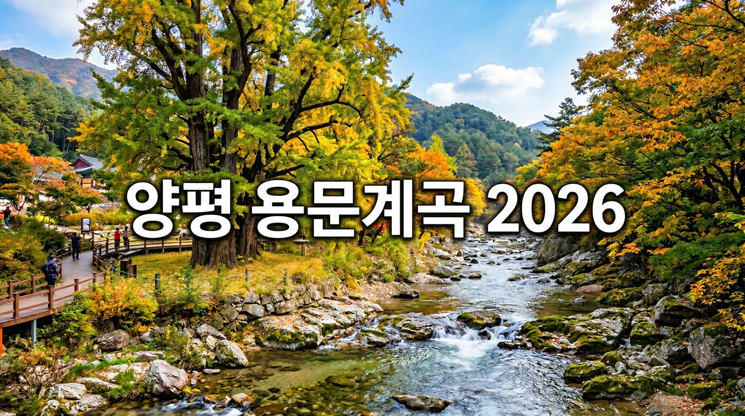 "양평 용문계곡 2026" + 천년 은행나무+계곡 배경, 초록·황금