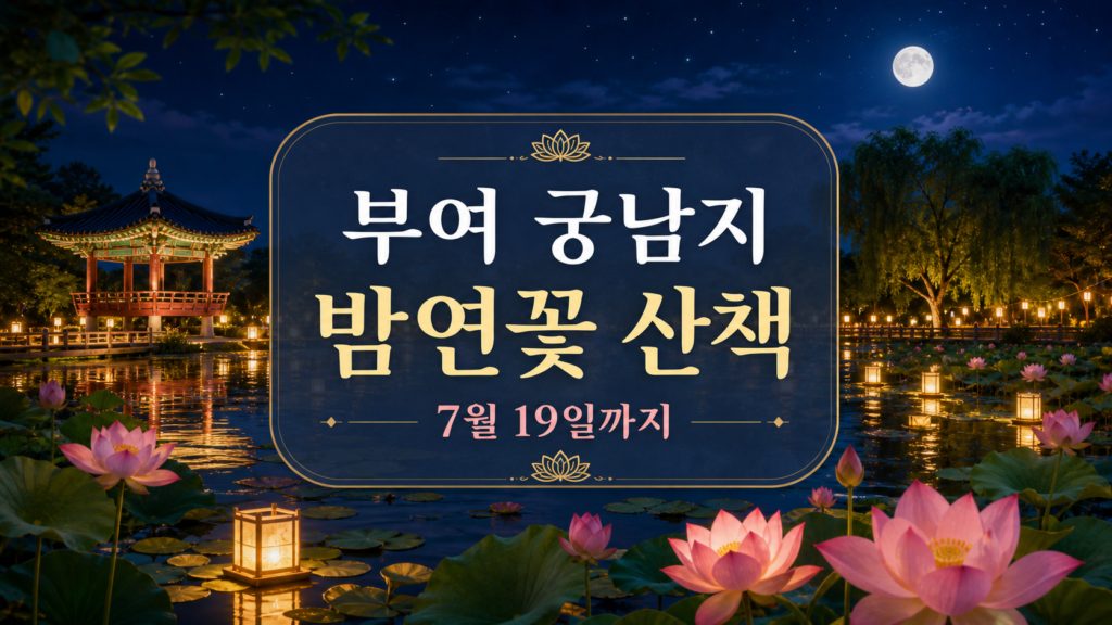 부여 궁남지 연꽃 야간경관 2026｜축제 끝나도 7월 19일까지 보는 밤연꽃 산책 코스