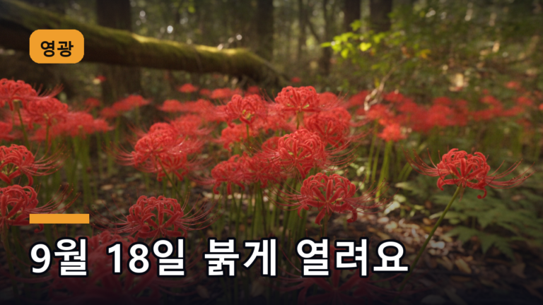 영광 상사화축제에서 볼 수 있는 붉은 꽃무릇 군락