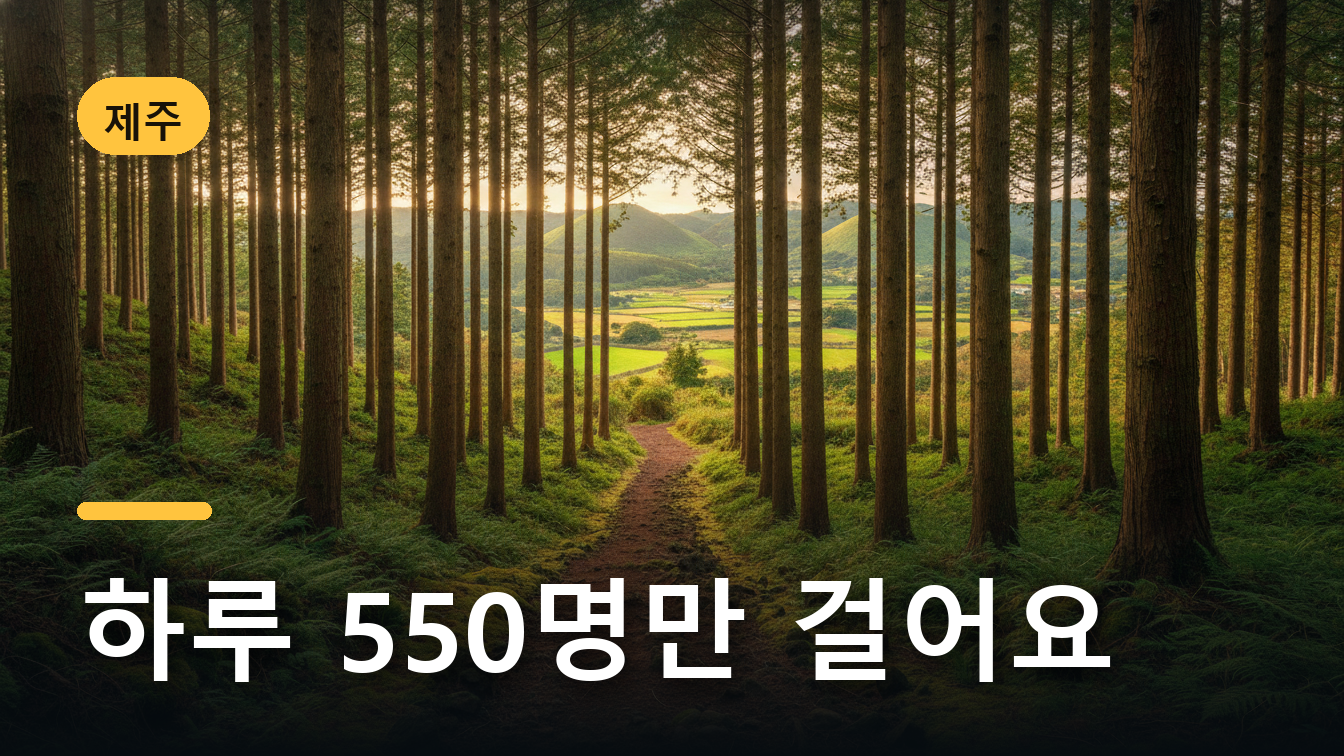 제주 거문오름 능선 탐방로와 삼나무 숲
