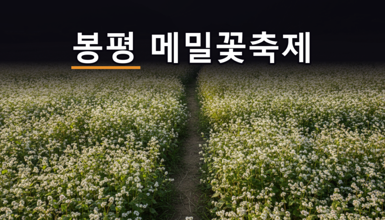 봉평 메밀꽃축제 시기의 하얀 메밀꽃밭과 초가을 산자락