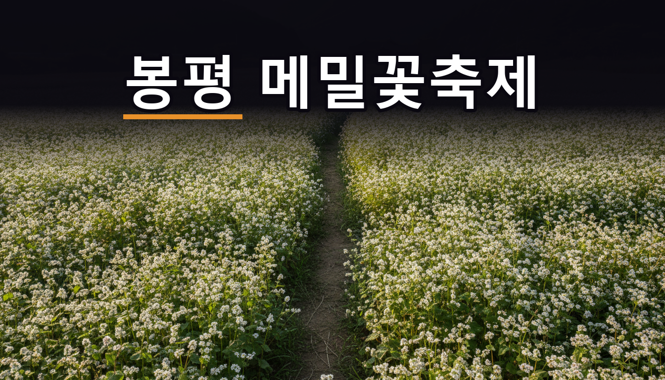 봉평 메밀꽃축제 시기의 하얀 메밀꽃밭과 초가을 산자락