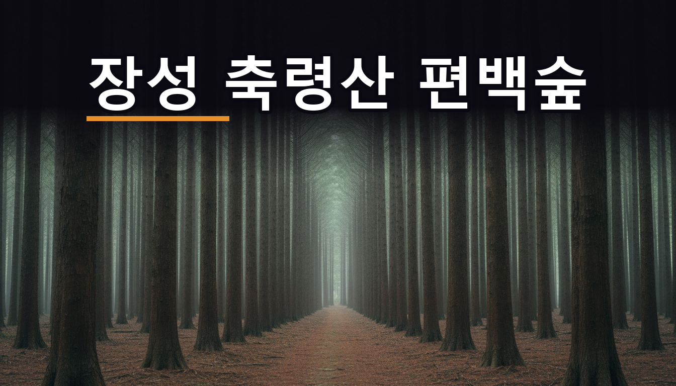 곧게 뻗은 편백나무가 빽빽한 여름 숲과 사이로 난 흙길
