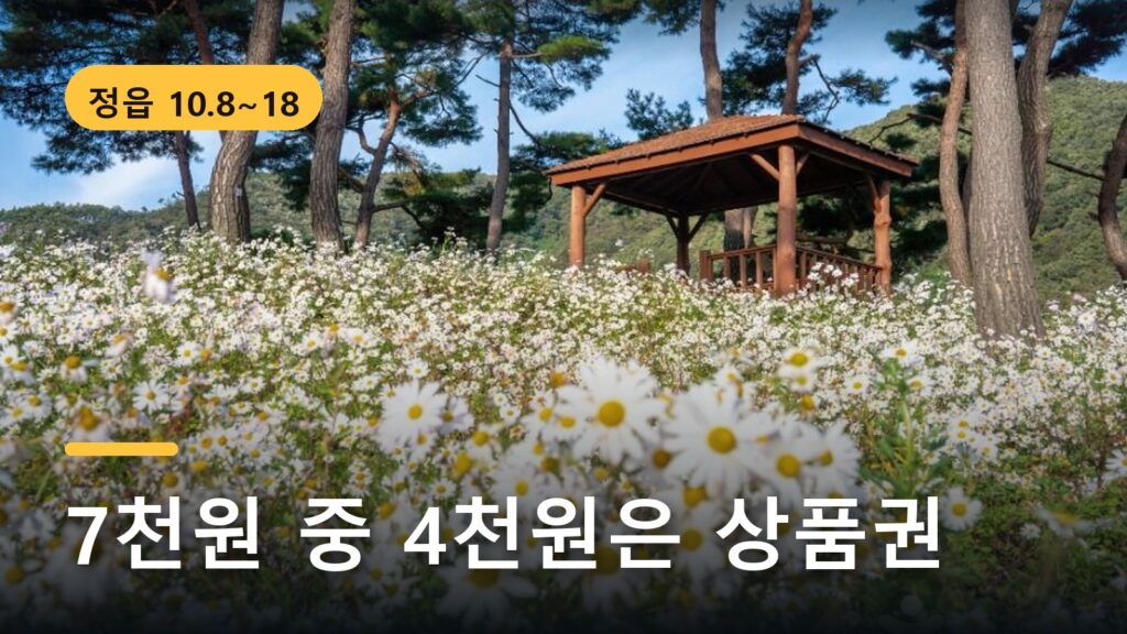 정읍구절초축제 2026, 입장료 7천원의 진짜 값