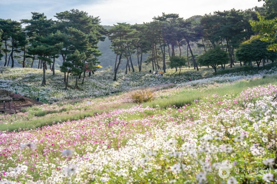 정읍 구절초 지방정원 소나무 언덕 아래 흰 구절초와 분홍 꽃