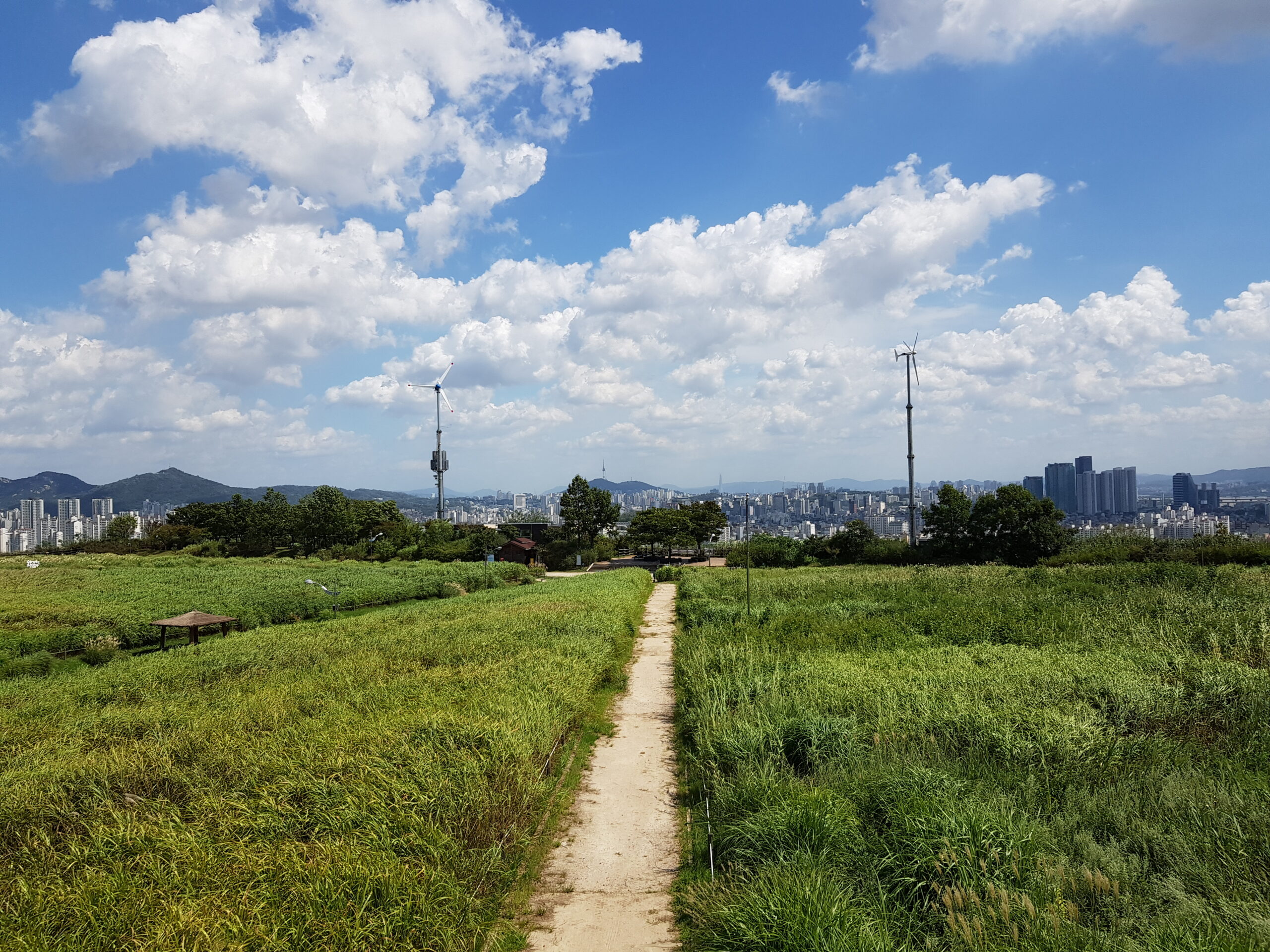 서울억새축제 장소인 마포구 하늘공원 실제 전경