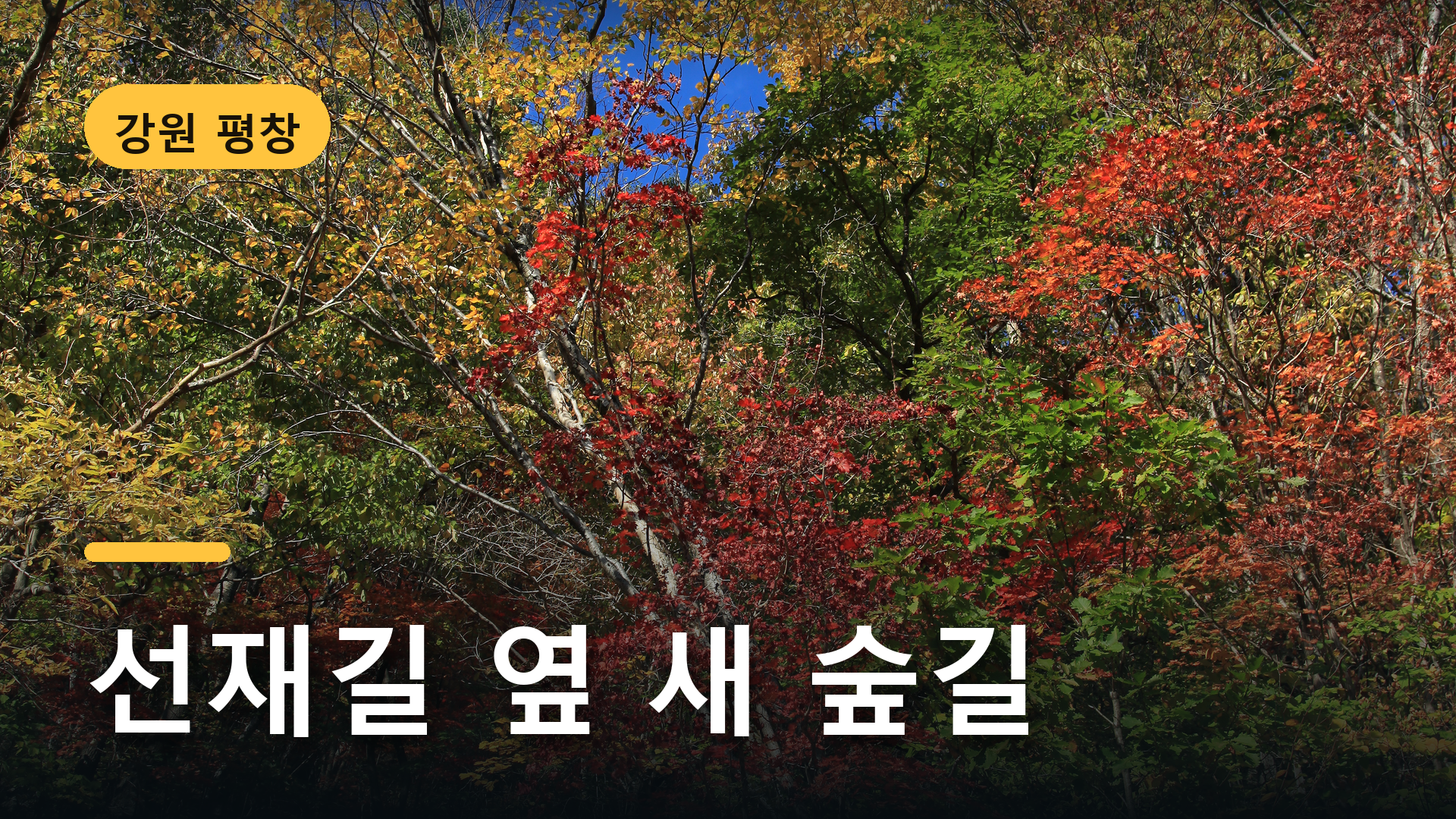 오대산국립공원의 붉고 노란 가을 숲 위에 선재길 옆 새 숲길 문구를 넣은 표지