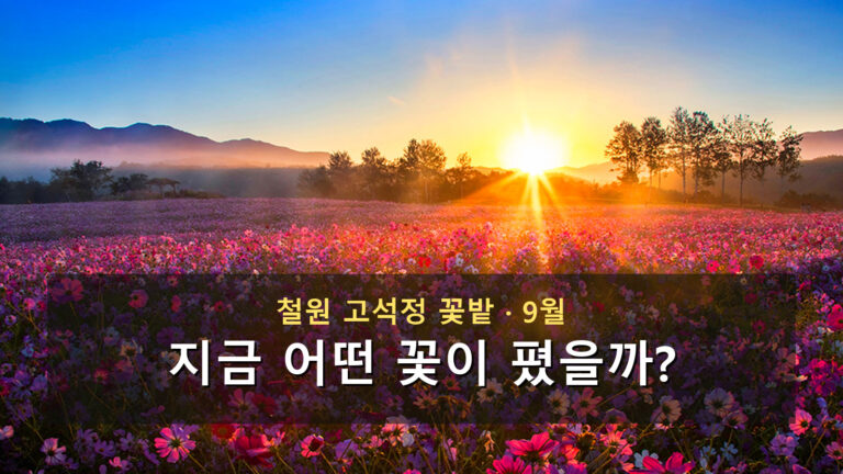 철원 고석정 꽃밭 실제 코스모스밭 사진 위에 9월 개화상황 질문을 크게 배치한 대표 이미지
