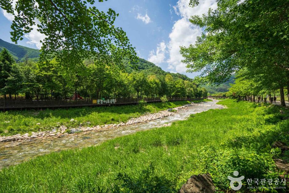 문경가볼만한곳 문경새재도립공원 계곡과 산책로 실제 풍경